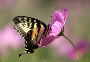 pink paradise butterfly